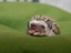 Igel steckt Zunge raus