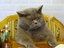 Katzenboss