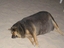 Fetter Hund