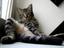 Coole Katze