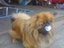 Hund mit Schnuller