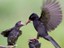 R&uuml;cksichtsloser Vogel