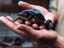 Schildkr&ouml;te auf R&auml;dern