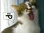 Smiley-Katze