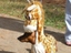 Giraffen-Hund