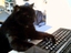 Der Computerkater
