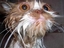 Katze war baden