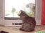 TV Katze
