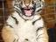 B&ouml;ser Tiger