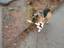 Hund mit Verbotsschild