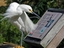 Lesender Vogel