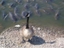 Ente in Gefahr
