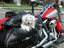 Biker-Hund