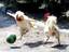 Tierischer Sport