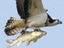 Fliegender Fisch