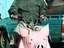 Moped als Schwein