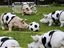 Fu&szlig;ball-Schweinerei