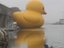Angriff der Killer-Ente