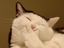 Kichernde Katze