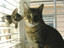 Katze im Rollo
