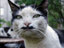 Katze mit Bart