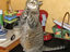 Katze beim Gebet