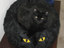 Katze auf der Katze