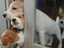 Neugierige Hunde