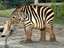 Elefantenzebra