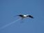 Vogel oder Flugzeug
