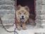 L&ouml;wenhund