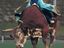 Tennisrodeo - neue Sportart