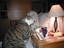 Mc Donalds Katze