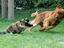 Katze jagt Hund