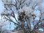 Schuhe im Baum