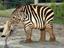 Zebrafant