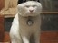 Kung-Fu Katze
