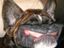 Lachender hund