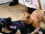 Angriff der Killer-Katze