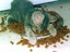 Kaputte Katze