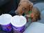 Hund beim Cola trinken
