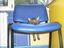 Kleine Katze