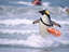 Pinguin-Baywatch