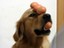 Hundekunstst&uuml;ck