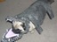 Getarnter Hund