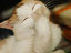 Lachende Katze