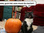 K&uuml;rbis vs. Katze