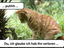 Maus in Gefahr
