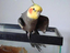 Vogeldealer