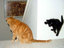 Springende Katze
